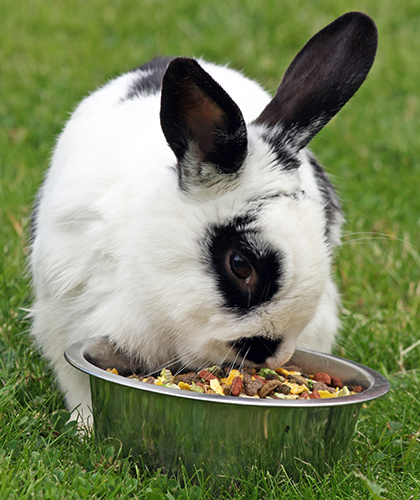 Adapting the diet to the animal’s species and age