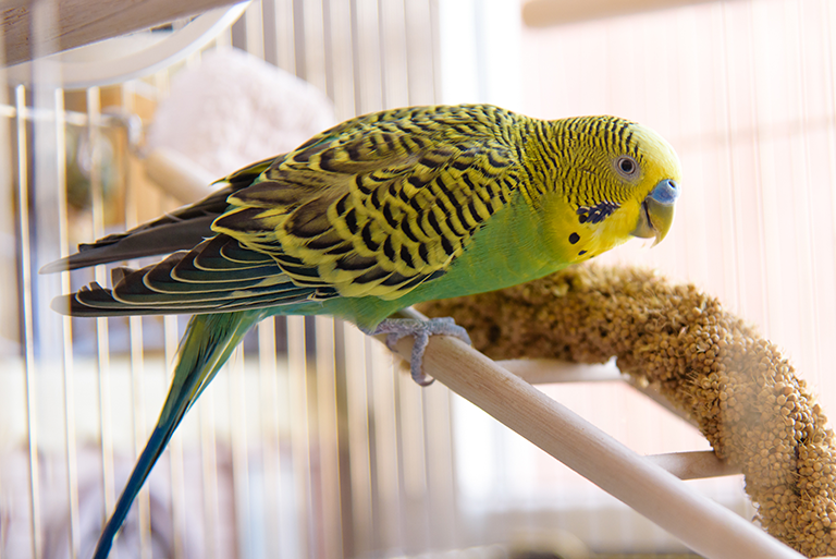 Budgerigars