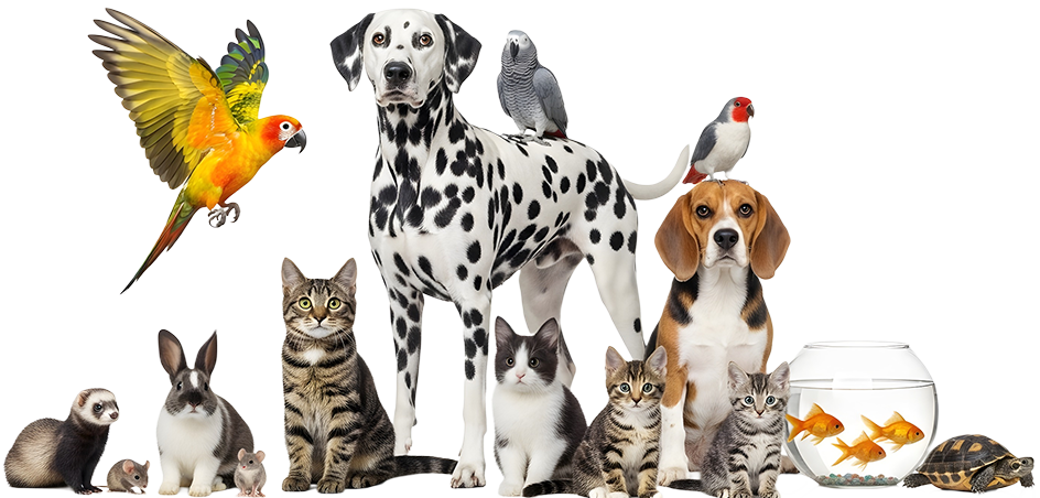 Cultivating a thriving bond with your animal companions