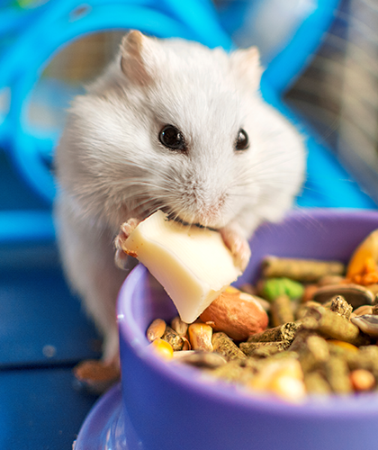 Determining the quantities and frequency of meals